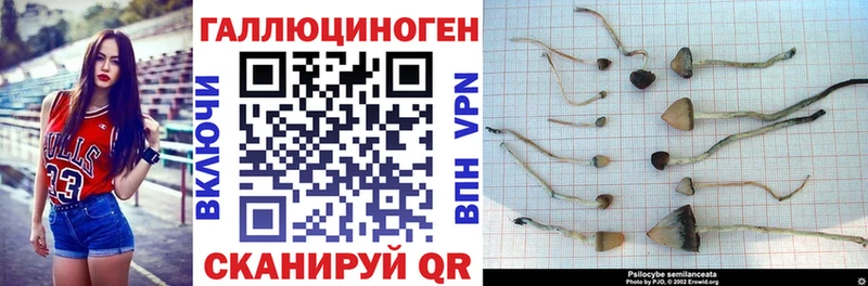 Псилоцибиновые грибы Psilocybe  наркошоп  Глазов 
